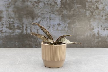 Kahverengi seramik kapta Sansevieria Copperton yılan ilacı