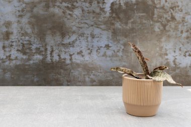 Seramik ekicide siyah yılan bitkisi sansevieria kirkii. Metnin için boş alan var.