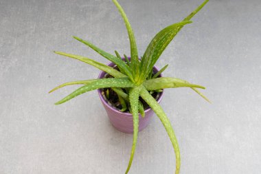 Aloe vera sulu bitki seramik kapta