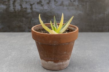 Değiştirilmiş Aloe Vera tesisi. Yakın plan.
