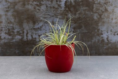 Carex oshimensis, Japon saz bitkisi Japonya 'ya özgü kırmızı seramik kapta çizgili yapraklarla.