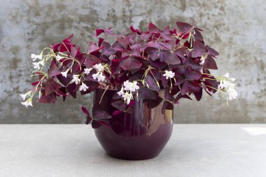 Oxalis Triangularis mor yonca bitkisi.