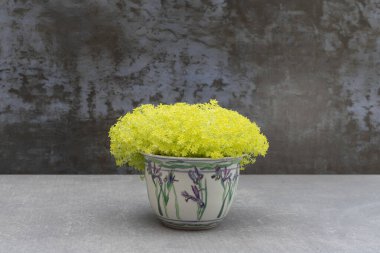 Sedum japonicum 'Tokyo Sun' çiçekli seramik kapta