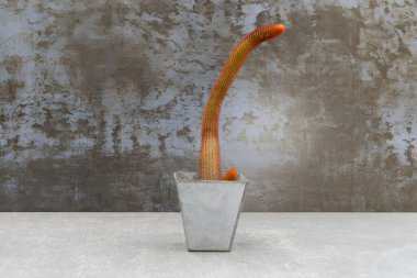 Dekoratif ekicide Kliistocactus Winteri kaktüsü