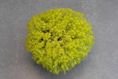 Gri arkaplanda sarı sedum taşroplarının üst görünümü