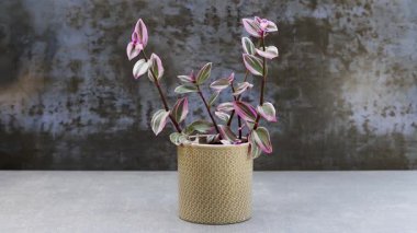 Tradescantia albiflora Nanouk pembe bitkisi dekoratif kapta