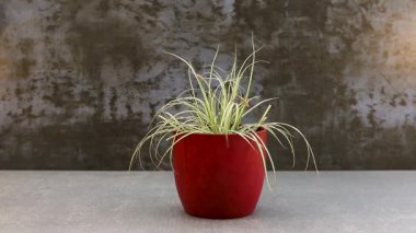 Carex oshimensis Japon saz bitkisi. Kırmızı seramik kapta çizgili yapraklar var.