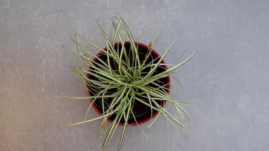 Bir Carex oshimensis Japon sazları kırmızı kapta süslemeli otlar.