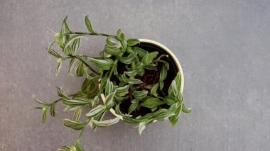 Gezgin Yahudi Tradescantia Zebrina 'nın saksıdaki beyaz manzarası..