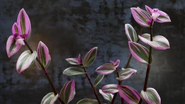 Pembe Tradescantia Nanouk Fabrikası Gri Duvara Karşı.
