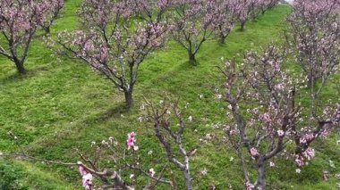 Çiçekli Meyve Ağaçlarıyla Huzurlu Yeşil Meyve Bahçesi