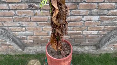Kuru ve kıvırcık Monstera Adansonii bitkisinin yakınına.
