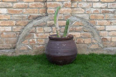 Lophocereus marginatus parazit hasarı gösteren kaktüs enfeksiyonu kapmış.