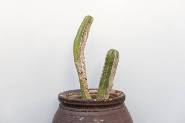 Lophocereus marginatus ya da Meksika çit kaktüsü, böcekler tarafından istila edilmiş.