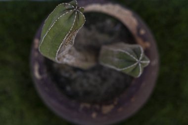 Mealybug 'larla enfekte olmuş kaktüslerin üst görüntüsü. Seçici odak.