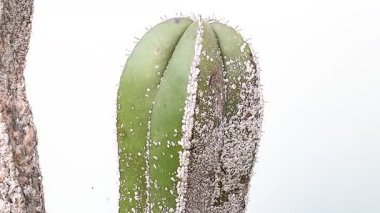 Lophocereus kaktüs kökündeki mealybug istilasına yakın plan beyaz zemin üzerinde izole edilmiş