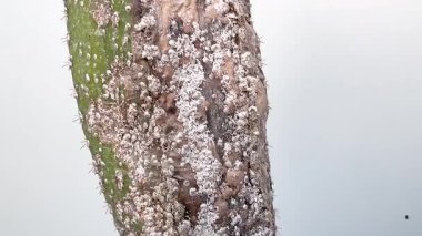 Kaktüs kökü çürümesi, beyaz arka plandaki ağır mealybug istilasına bağlı. Aşırı yakın çekim makro çekim.