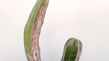 Kaktüs kök çürümesi, beyaz arka planda izole edilmiş ağır mealybug istilası nedeniyle