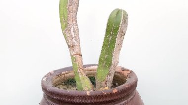 Lophocereus marginatus beyaz arka planda büyük bir tencerede yemek böcekleri ile istila edilmiş kaktüs