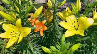 Lilium çiçekli bitkiler yazın çiçek açan bir bahçenin yakın görüntüsü.