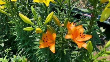 Bahçedeki parlak sarı Lilium çiçeklerine yakın çekim