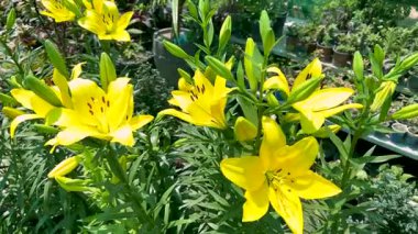 Bahçedeki canlı sarı zambakların makro çekimi.