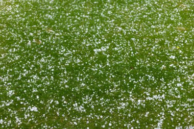 Şiddetli dolu fırtınasından sonra dolu yağışları yeşil çimlere saçıldı