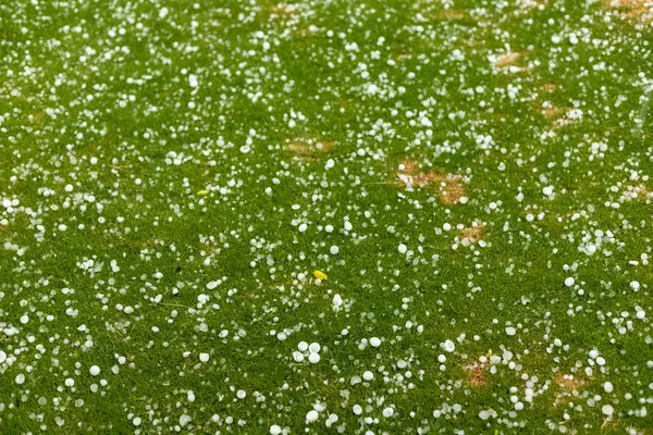 Yağmur ve fırtınadan sonra dolu topları çimlere saçıldı.