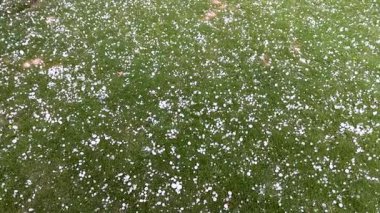 Şiddetli fırtınadan sonra yere bir dolu düşer.