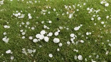 Şiddetli fırtınadan sonra yere bir dolu düşer.