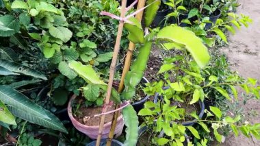 Genç ejderha meyvesi kaktüsü tencerede büyüyor.