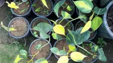 Philodendron Brezilya çocuk odası saksılarında çeşitli kalp yaprağı bitkileri