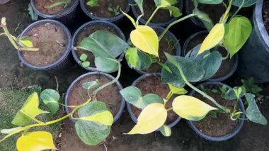 Plastik kaplarda yetişen çeşitli filodendron brasil bitkilerinin çoğalması
