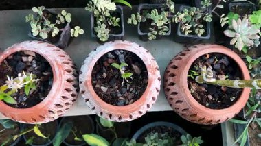 Kırsal kil ekicilerinde çıplak orkide kamışı. Tropikal ev bitkileri.