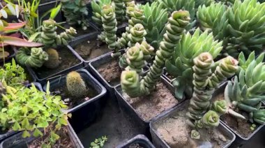 Sedum morganianum ve crassula perforata 'nın plastik kaplarda çoğalması