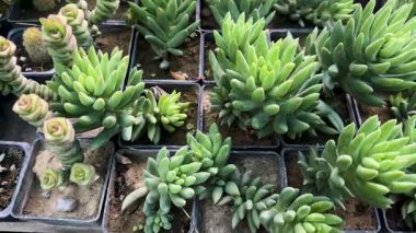 Büyüyen crassula perforata ve sedum morganianum çocuk odasında