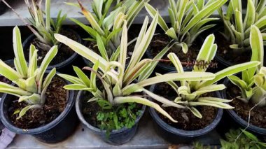 Değişik bromeliad dünya yıldızı siyah plastik kaplarda üç renkli bitkiler
