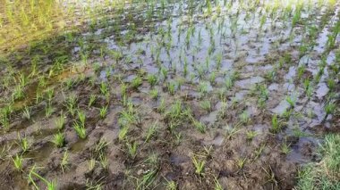 Pakistan 'ın Kırsal Arazilerinde Organik Pirinç Tarlası