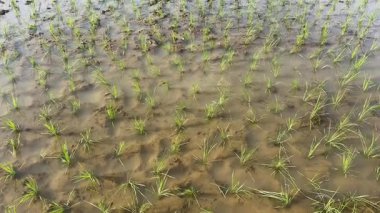 Bereketli Çamurlu Tarlalarda Taze Ekilmiş Pirinç Ekinleri