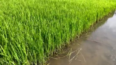 Çeltik tarlasında yetişen yoğun yeşil pirinç tohumları