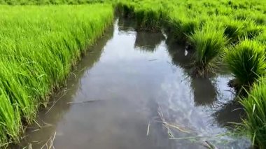 Pirinç tohumları Yeni Tarım Alanlarına İkmal İçin Paketlendi ve Bağlandı