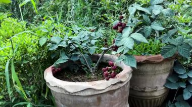 Bahçede olgunlaşmış böğürtlenler