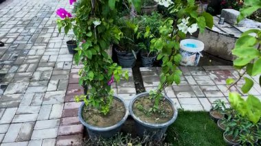 İki Küçük Bougainvillea Fabrikası Plastik Kap 'ta büyüyor