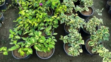 Bougainvillea Saksıdaki Küçük Bitkiler