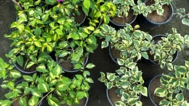 Bougainvillea Yeşillik Bitkileri Çocuk Tencerelerinde