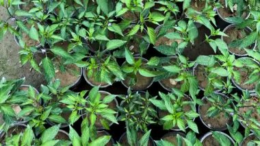 Süslü Chili Biber tohumları fidanlıkta.