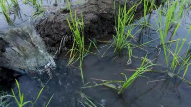 Çamurlu Çiftlik Evi 'nde pirinç hasadı sulanıyor. Pirinç tarlasında akan su,