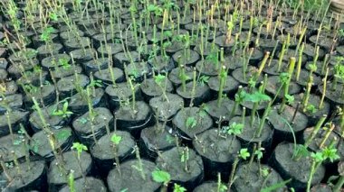 Kök Kesme yoluyla Blackberry Üretimi