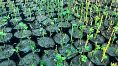 Böğürtlen Bitkisi Üretimi ve Taze Yeşil Kök Kesme Çocuk Torbası