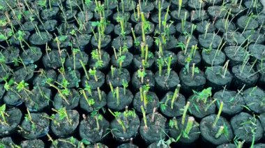 Böğürtlen Kesme Torbası Üretimi